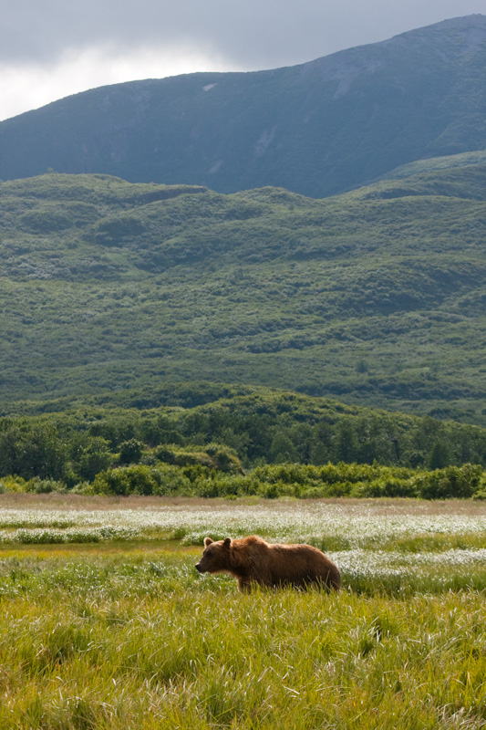 Grizzly Bear